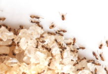 How to Get Rid of Sugar Ants Naturally & Fast