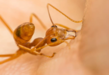 What do Ant Bites Look Like