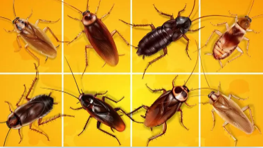 Different Types of Cockroach Species