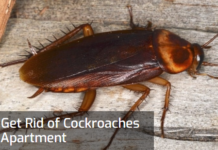 Effective Ways to Get Rid of Roaches