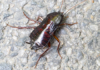 Oriental Cockroach-Image