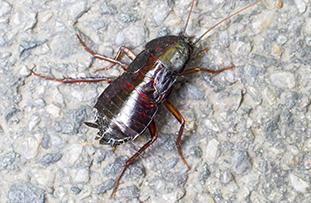Oriental Cockroach-Image