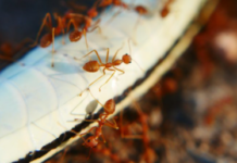 How to Get Rid of Ant Pheromone Lines