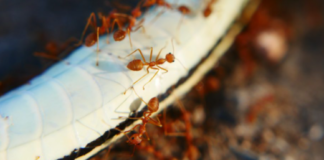 How to Get Rid of Ant Pheromone Lines