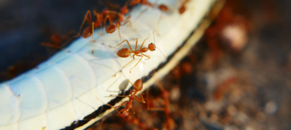 How to Get Rid of Ant Pheromone Lines