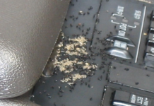 How to Get Rid of Ants in Your Car