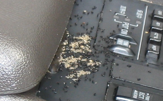 How to Get Rid of Ants in Your Car