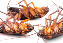 Do-Cockroaches-Sleep-on-their-Back