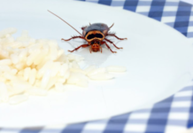 How-Long-Can-Cockroaches-Live-Without-Food