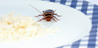 How-Long-Can-Cockroaches-Live-Without-Food
