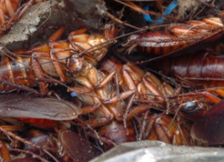 What Do Cockroach Smell Like