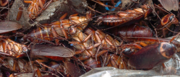 What Do Cockroach Smell Like