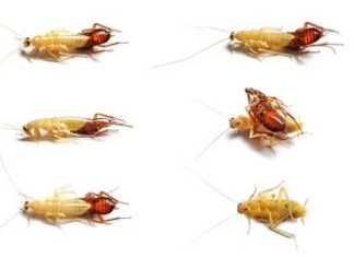 White-Cockroaches-Meaning