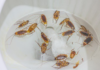 Do Cockroaches Die in Water