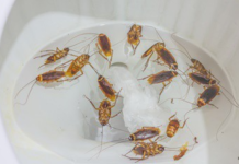 Do Cockroaches Die in Water