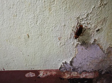 Do-Cockroaches-Eat-Paint