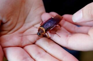 Do-Cockroaches-Like-Hair