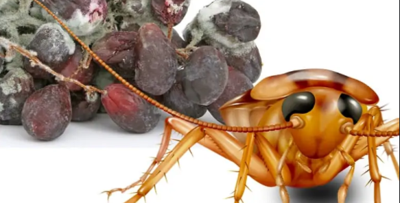 Do-Cockroaches-Like-Mold