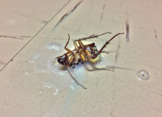 Does-Soap-Kill-Cockroaches