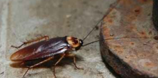 Natural-Enemies-of-Bed-Bugs-Cockroach