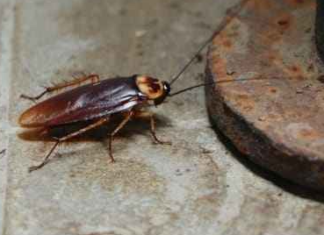Natural-Enemies-of-Bed-Bugs-Cockroach