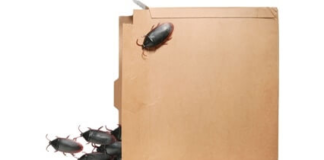Why Do Cockroaches Like Cardboard Boxes