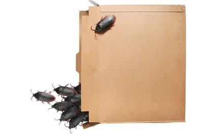 Why Do Cockroaches Like Cardboard Boxes