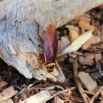 Australian-Cockroach