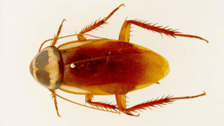 Australian-Cockroach-Identification
