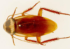 Australian-Cockroach-Identification