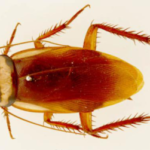 Australian-Cockroach-Identification