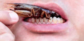 Can-Cockroaches-Crawl-in-Your-Mouth