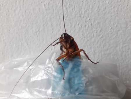 Do-Plastic Bags-Attract-Cockroaches