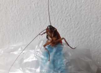 Do-Plastic Bags-Attract-Cockroaches