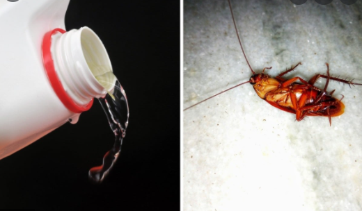 Does-Bleach-Kill-Roaches