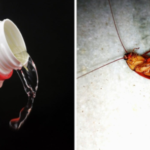 Does-Bleach-Kill-Roaches