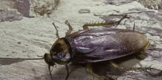 How-To-Get-Rid-of-Cockroaches-in-Your-Garage