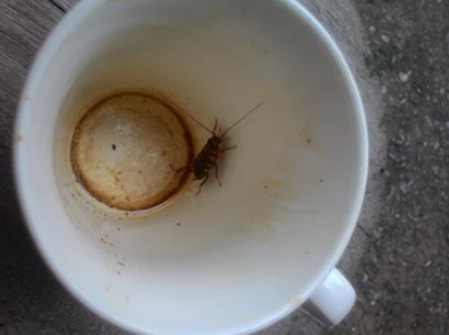 Does-Coffee-Contain-Cockroaches