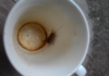 Does-Coffee-Contain-Cockroaches