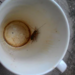Does-Coffee-Contain-Cockroaches