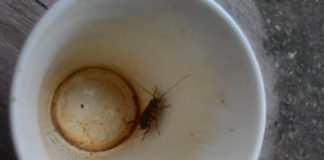 Does-Coffee-Contain-Cockroaches