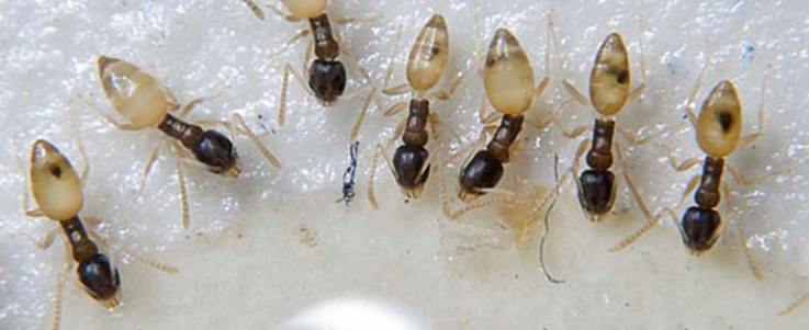 Get Rid of Ghost Ants